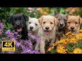 Cute Baby Animals - 4K (60FPS) ULTRA HD - Deep Relaxation, Sleep Aid, and Mindfulness #2