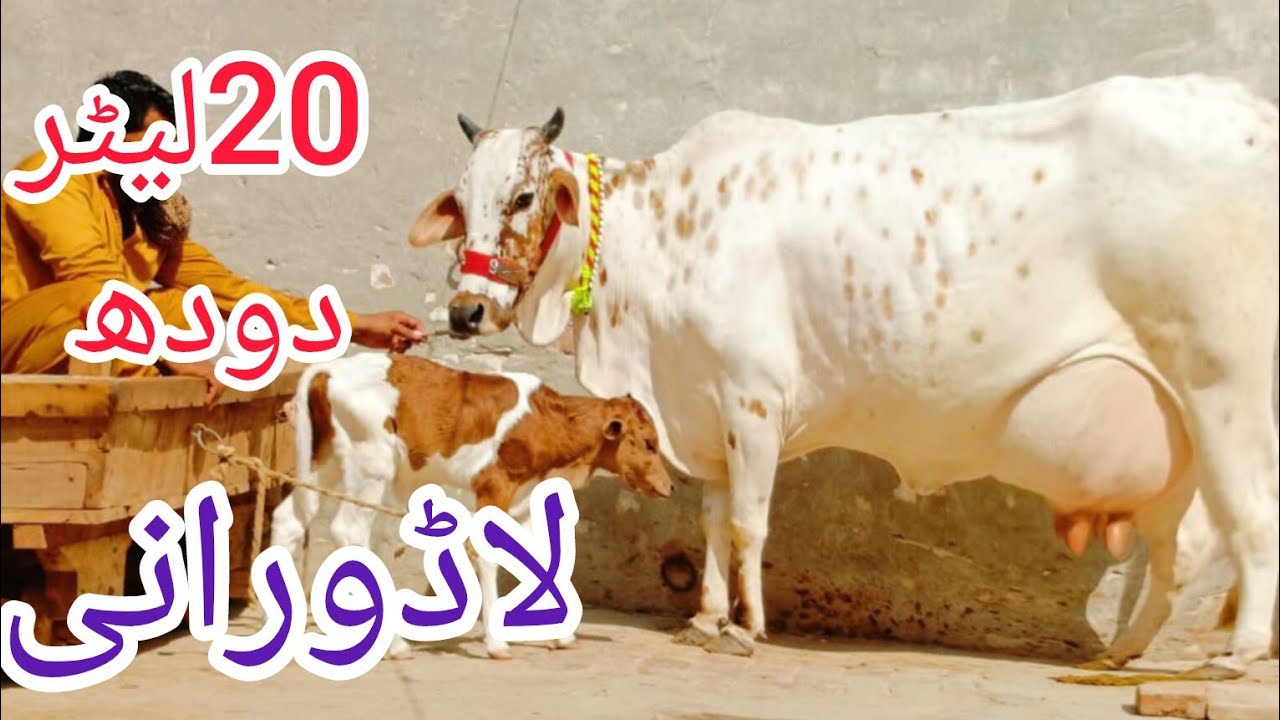 جرسی چولستانی تازہ سوئی خوبصورت گائے برائے فروخت ان پاکستان اینڈ یوٹیوب 15/1/2026