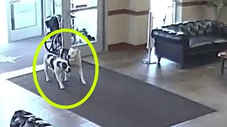 When These Escaped Pit Bulls Walked Into A Hospital, Onlookers Stood Frozen To The Spot