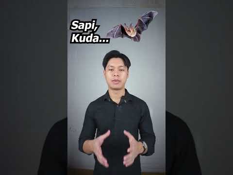 Video: Apakah musuh chiton?