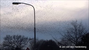 Roofvogel pakt een spreeuw | Spreeuwenwolk | Cloud of Starlings | Doornspijk | The Netherlands.