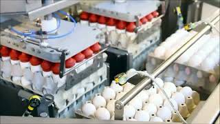 Automated egg handling