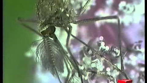 Cosa mettere sulle punture di zanzara in gravidanza?