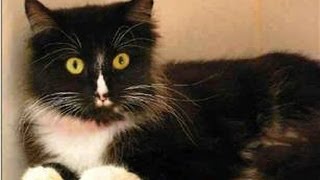 Happy Caturday!  Meet Emily!  (ADOPTED!)