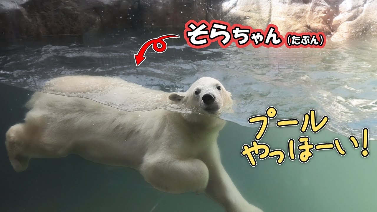   2010 ホッキョクグマ プレート　希少 うみ そら ポーラ 赤ちゃん 八木山動物公園｜Polar bear