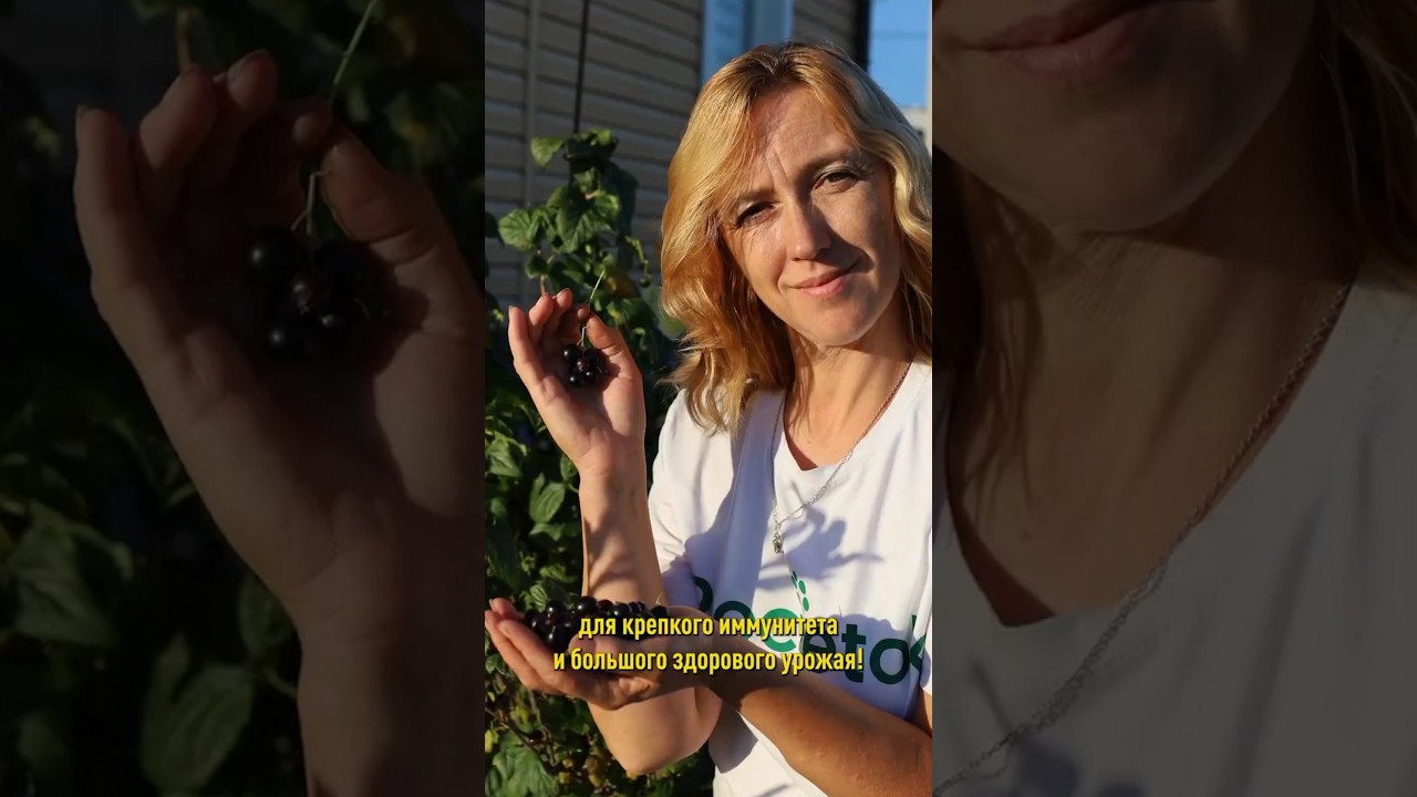 Первая и очень важная подкормка смородины весной! Не пропустите!