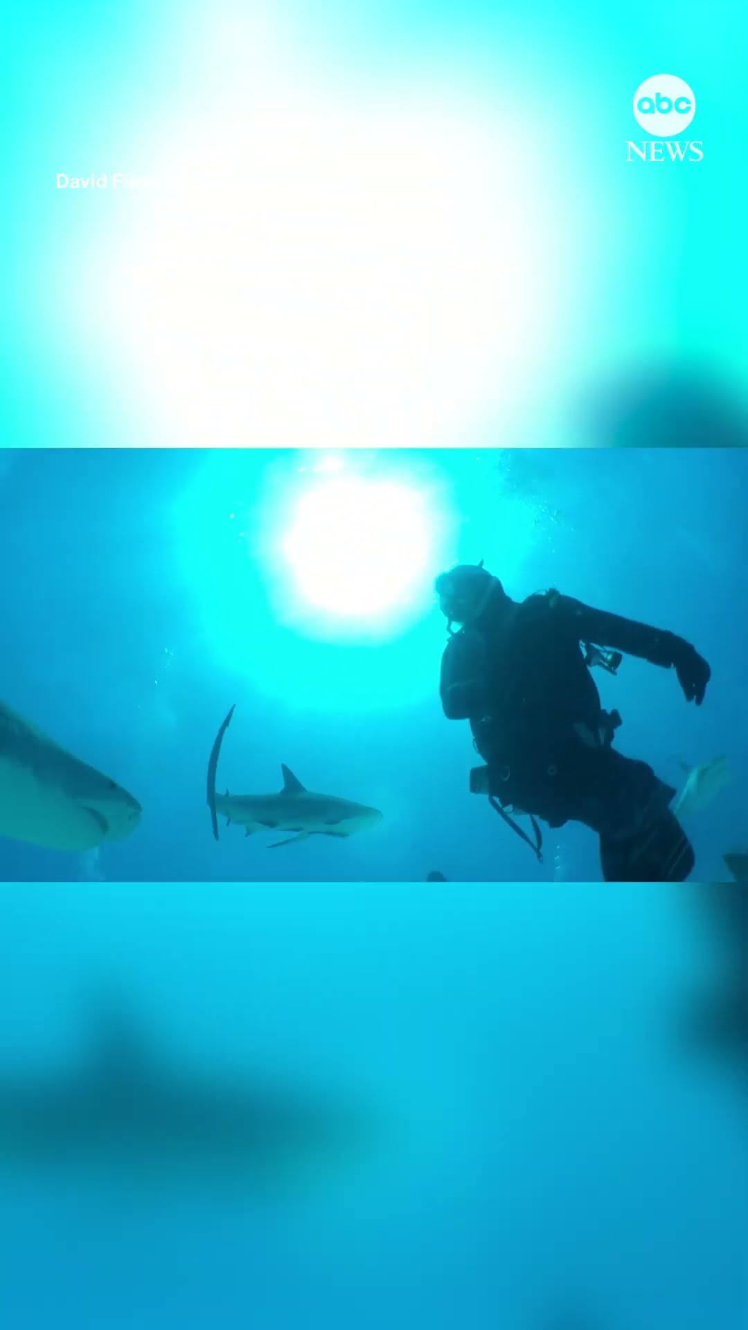 Shark tries to make a meal out of diver's phone
