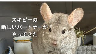 スキピーの新しいパートナーがやってきた