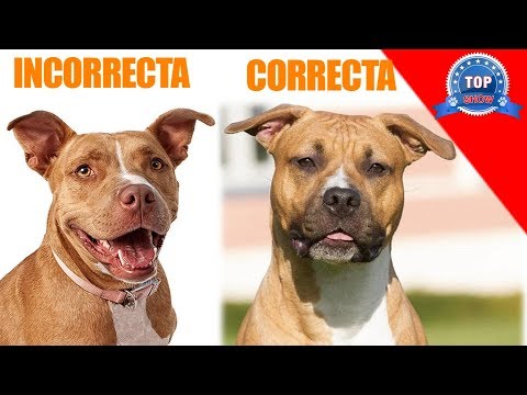Video: 10 formas naturales de aliviar el dolor en las articulaciones del American Staffordshire Terrier