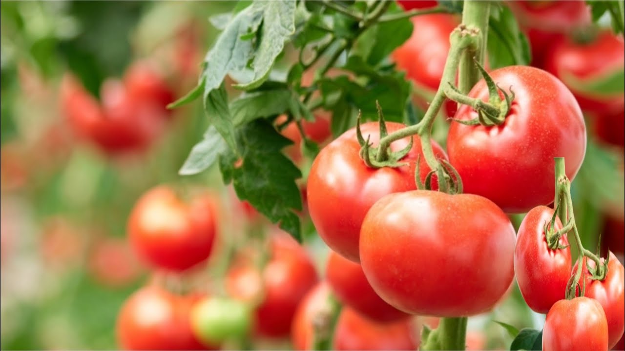 Wadan yar MudugBeeraha 150 Billion DollarDhaqaalaha beeraha SoomaaliyaMudug Agriculture