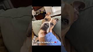 My reaction says it all 🫶 #rescuedog #dogstory