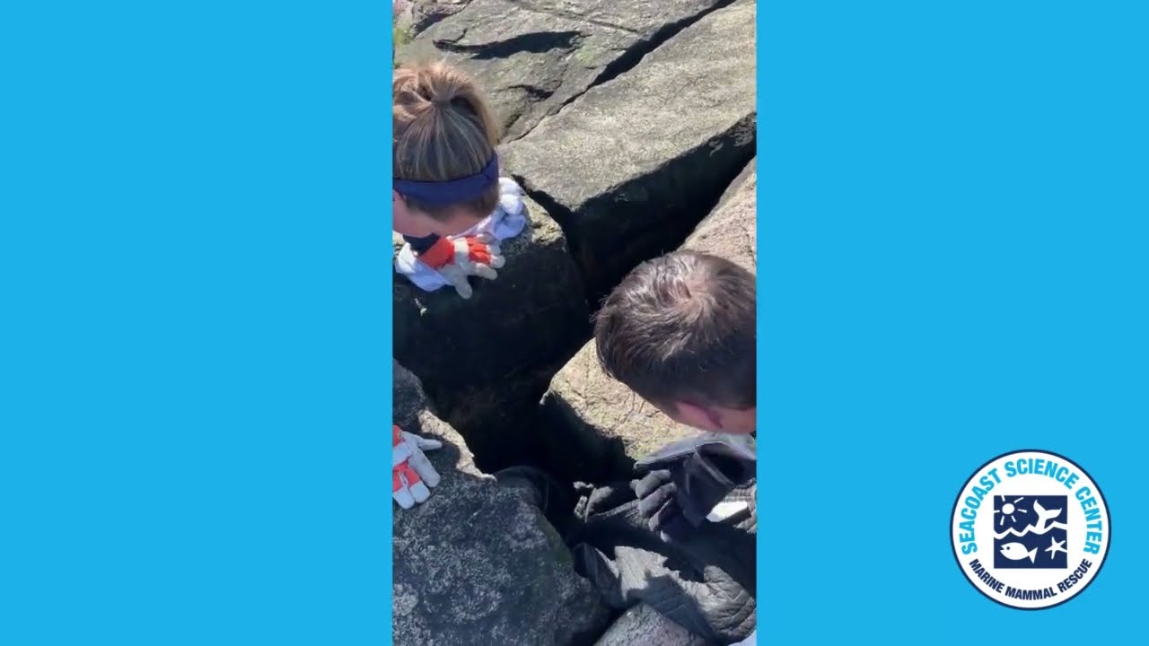 #Seal stuck between a rock and a hard place, rescue by SSC #marinemammalrescue team- #marinemammals