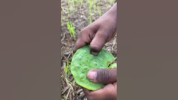 Edible Lotus Seed hunting and eating (makhana)#shorts