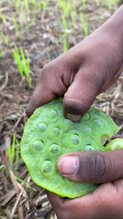 Edible Lotus Seed hunting and eating (makhana)#shorts