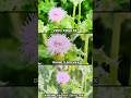 Samsung Galaxy S26 Ultra vs ViVO X300 FE vs iPhone 17 Pro max Photography Test Camera Testing video
