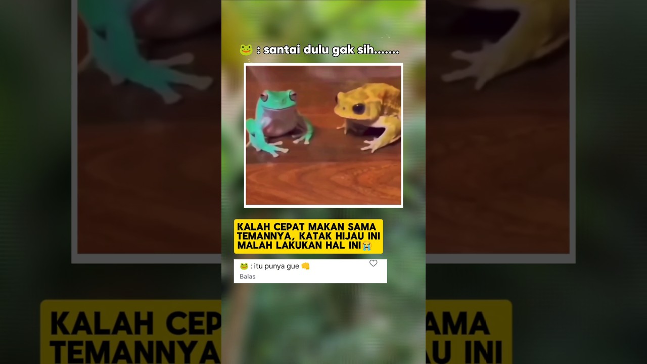 🐸: Santai dulu gak sih...😭🤣