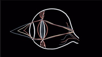 The Eye Model || Evan Brorby, Sebastian Magri,  Yihe Wang