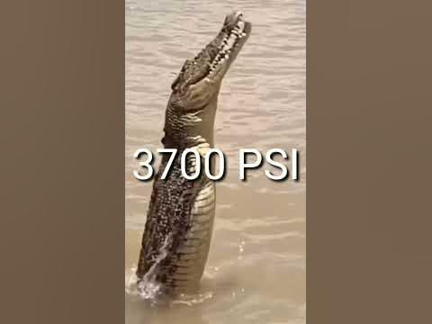 Awesome facts about Saltwater Crocodile / Saltwater crocodile bite