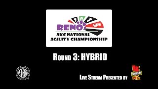 2015 AKC National Agility Championship: Ring 2 - Hybrid (16)
