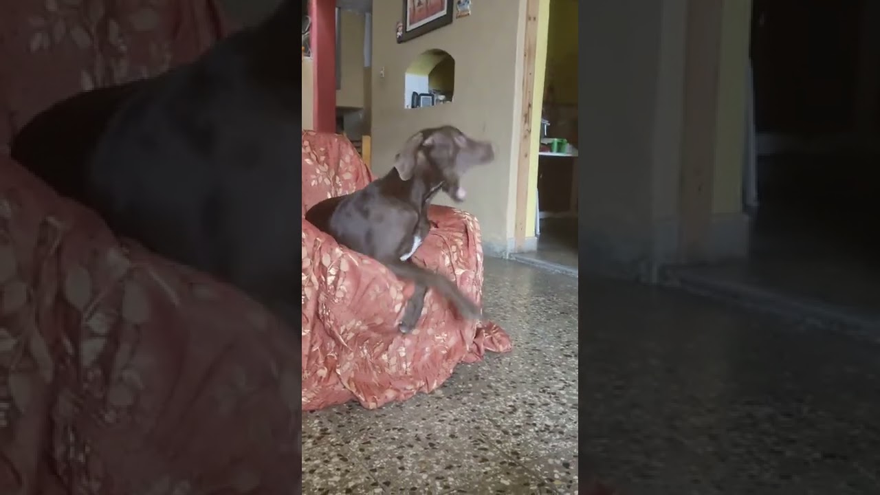 braco alemán bostezando