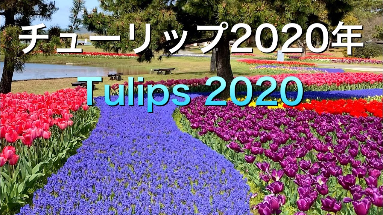 チューリップが好きな理由は 嫌いな人はいるのか More E Life