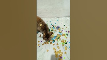 Funny cats barsik vasj 🔴😻🌈 beads Marbles reverse video ASMR | #marblerunandmore #reversevideo cat