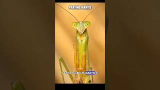 Why a praying mantis always seems to stare at you #science #facts #viral #shortvideo #shorts