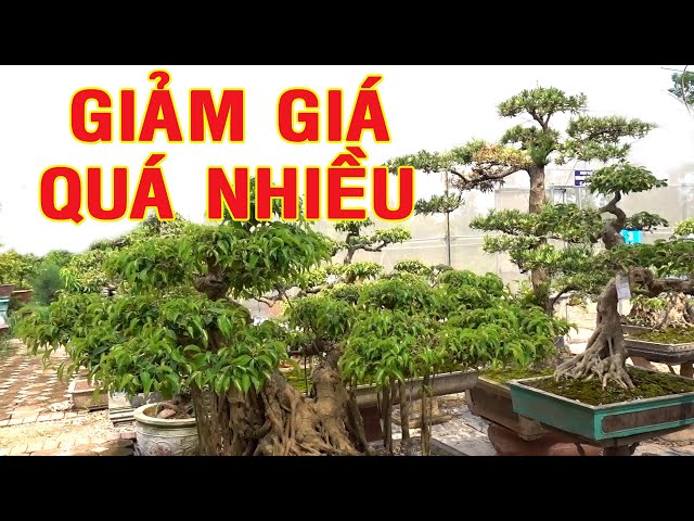 Giảm giá quá nhiều cây cảnh tại vườn, sanh nam điền, tùng, lộc vừng - beautiful bonsai trees, pine