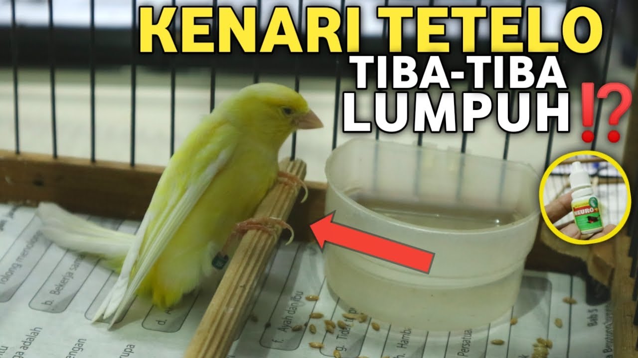 BURUNG LUMPUH KEJANG⁉️ INI CARA MENGOBATI KENARI TETELO MANJUR 