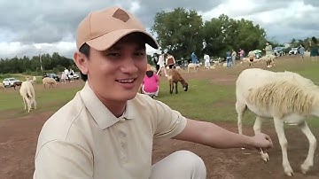 THAM QUAN ĐỒI CỪU  SUỐI NGHỆ VŨNG TÀU|GIÁ VÀO CỔNG THAM QUAN BAO NHIÊU?