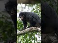 Descubren en Africa un nuevo mono con labios anaranjados
