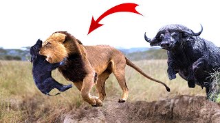 Great! Mother Buffalo rescue success newborn Buffalo from the king Lions,15 Wild Dogs vs 3 Lions