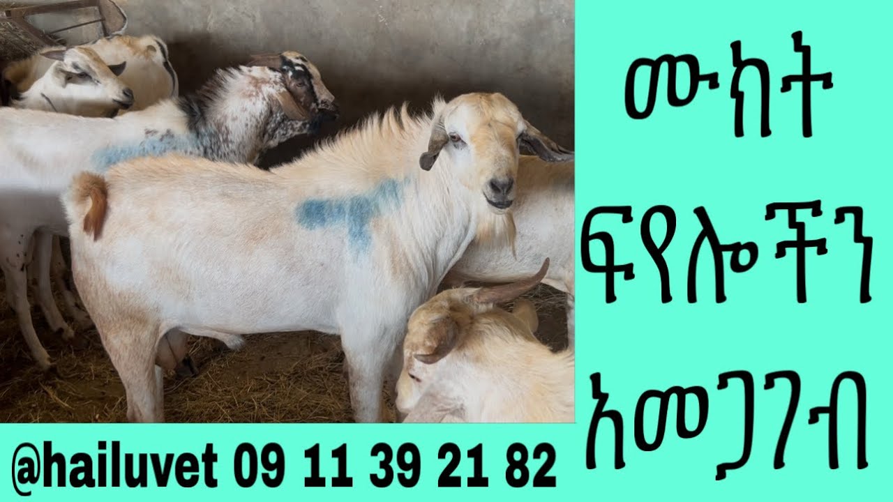 ሙክት ፍየሎች  አመጋገብ  እና  አመራረጥ