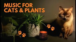 Calming Music for Cats and Plants; Soothing Sounds to Relax Cats and Nurture Plants
