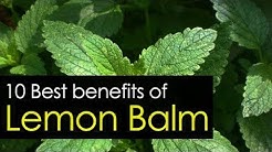10 Amazing Lemon Balm Benefits, Uses and Medicinal Value 