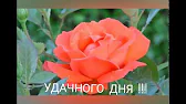 ЮТА Позитив