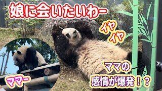 シンシンはレイちゃんを見てこの行動をしました❗️レイちゃんを思い出した⁉️ 5月30日 ueno zoo panda