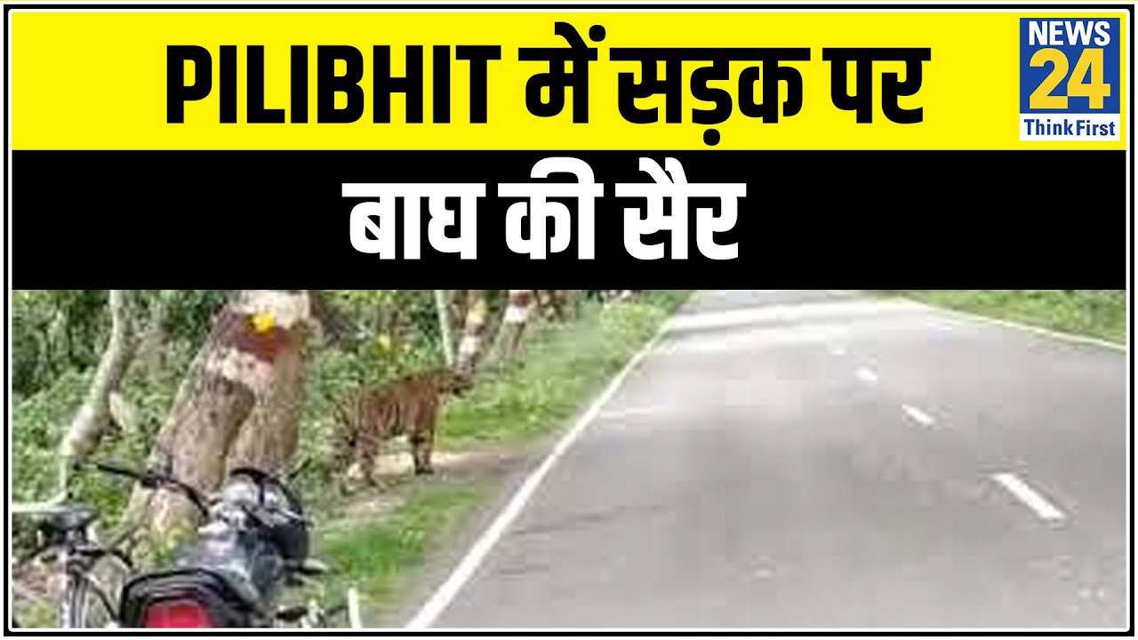 UP के Pilibhit में सड़क पर बाघ की सैर || News24