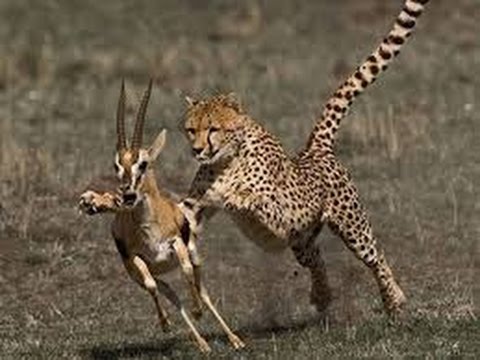 How To Stop Cat From Killing Animals How To Stop Cat From Killing Animals