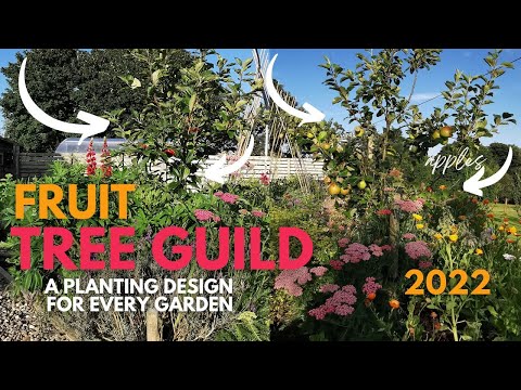 Video: What Is A Tree Guild: Leer oor Fruit Tree Guild Design