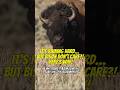 Did you know bison’s fur is water resistant? | #bison #fur #shorts #trending #viral