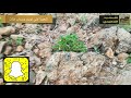 نبات المجرى بجبال عسير نبات المجرى بجبال عسير