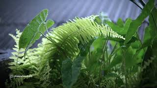 Download Lagu Rainfall on Leaves, A Cinematic Calm (Curah Hujan di Dedaunan, Memberikan Ketenangan Sinematik) MP3 Download Lagu Rainfall on Leaves, A Cinematic Calm (Curah Hujan di Dedaunan, Memberikan Ketenangan Sinematik) MP3