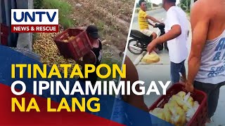 3,000 na mangga sa San Mateo, Isabela, itinapon at ipinamigay na lang dahil sa oversupply