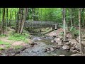 Ambience of The Forest 🏞🌳 (1 Hour 4K Nature Video &amp; Nature Stream Sounds)