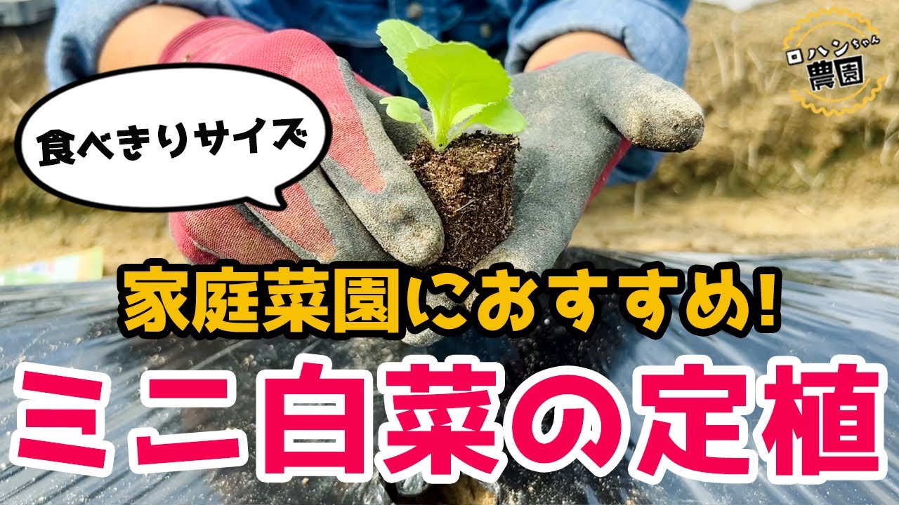 Planting Chinese cabbage] Recommended for home gardens! Mini