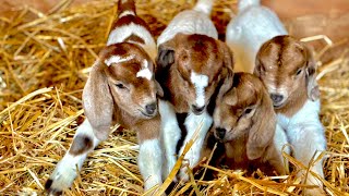 Newborn Quadruplets! Goat Update #14