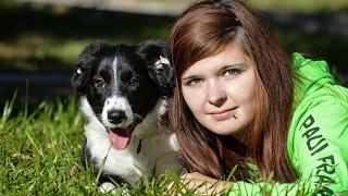 Щенки бордер колли / Border collie puppies live Щенки бордер колли / Border collie puppies live