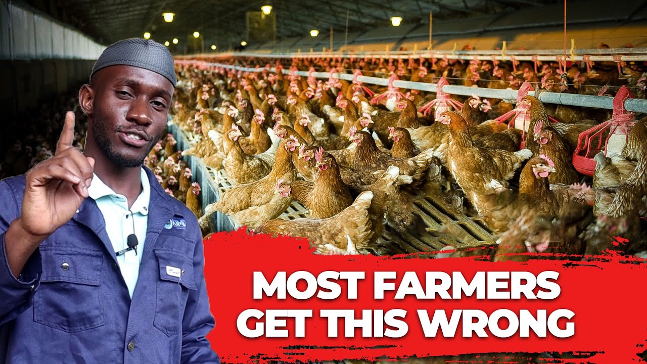 The Surprising Land Size You Need for 30,000 Chickens (Answered!) | 2026