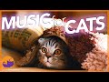 21 hours of nonstop relaxing cat music  unbelievable results